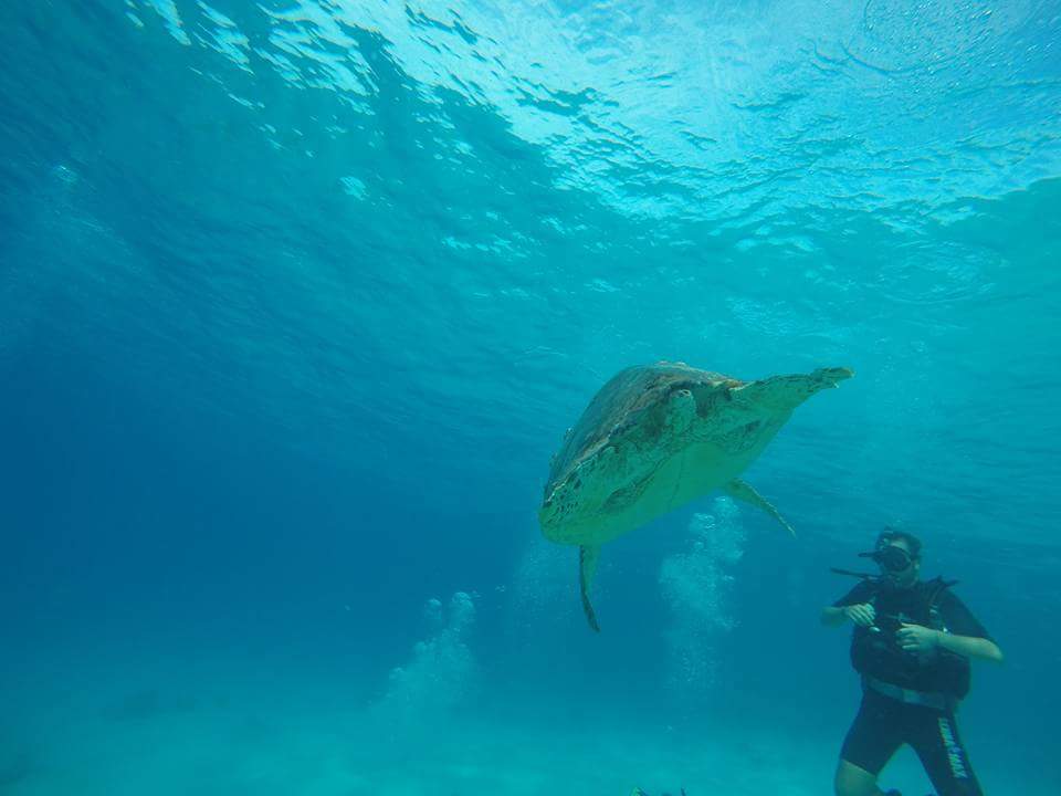 Schnuppertauchen Cozumel