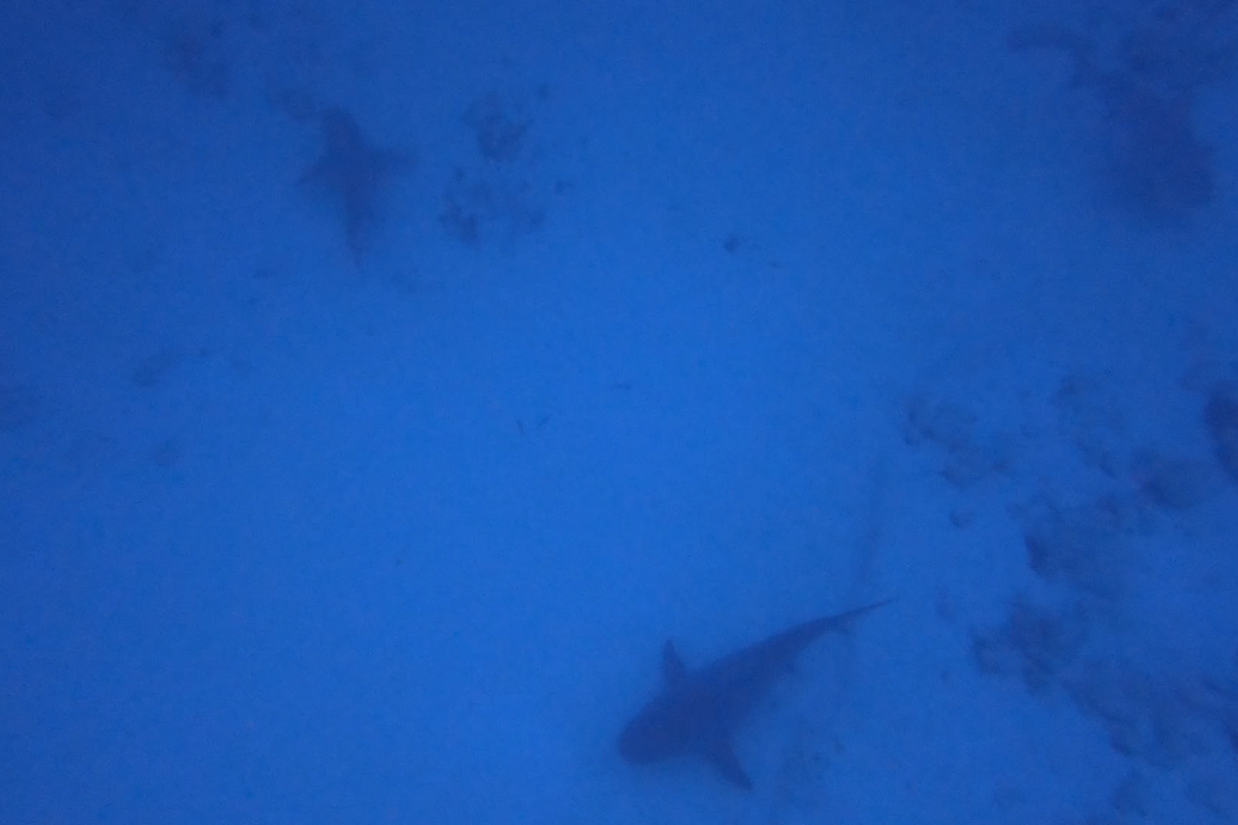 3 sharks from top