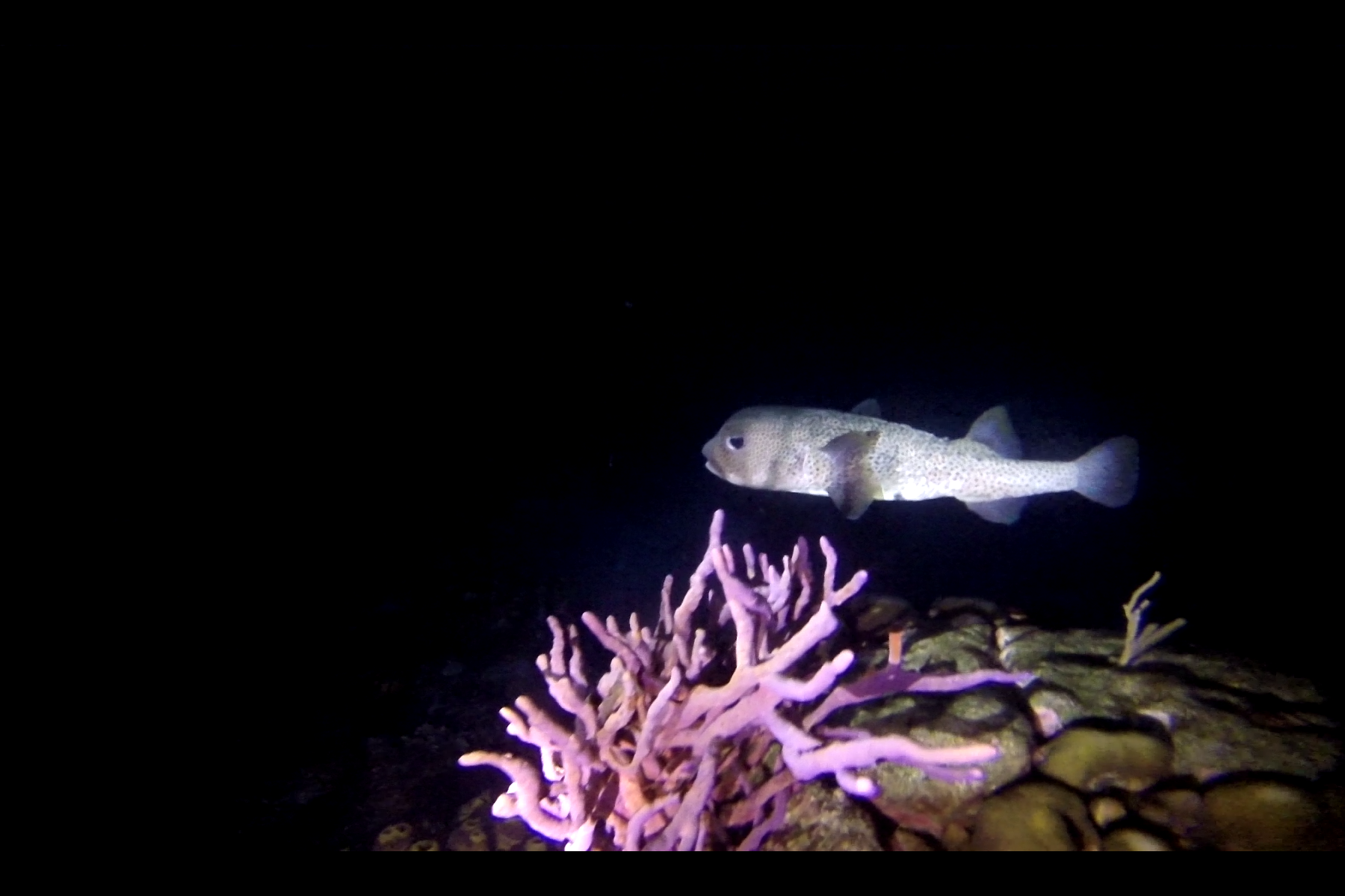 Screenshot_2018-01-17-14-41-13