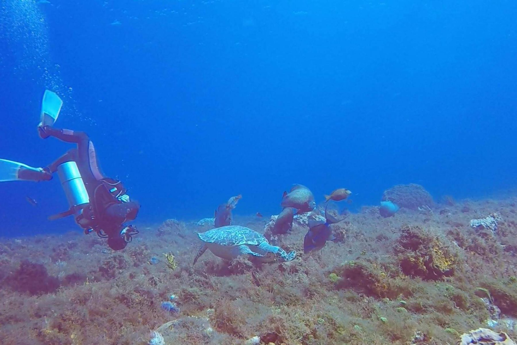 benji turtle upside down