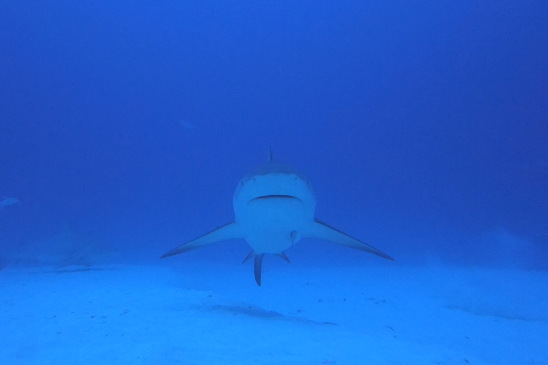 bullshark-face-1.png