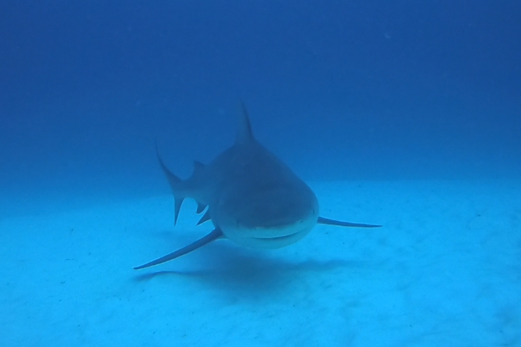 bullshark-face4-1.png