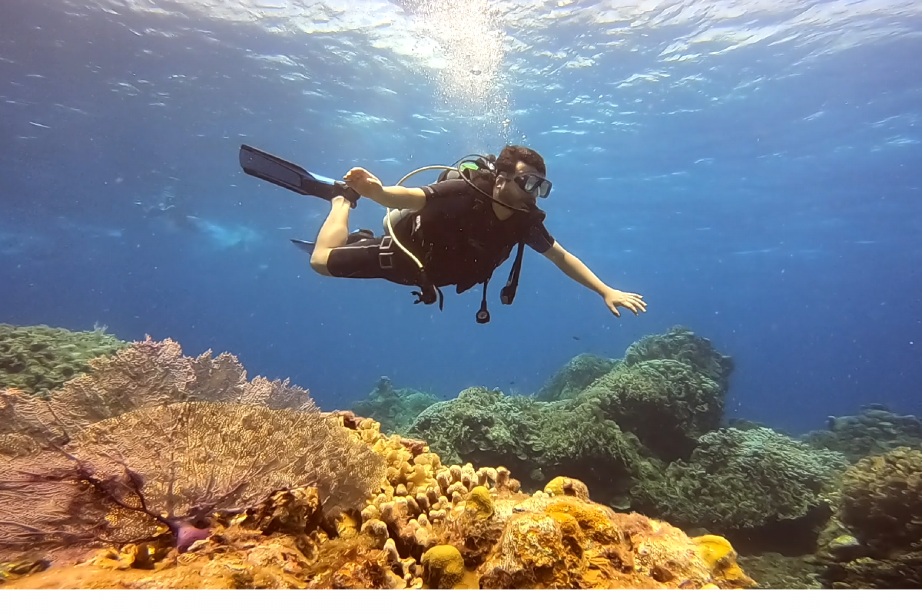 buzo encima de coral chido colombia