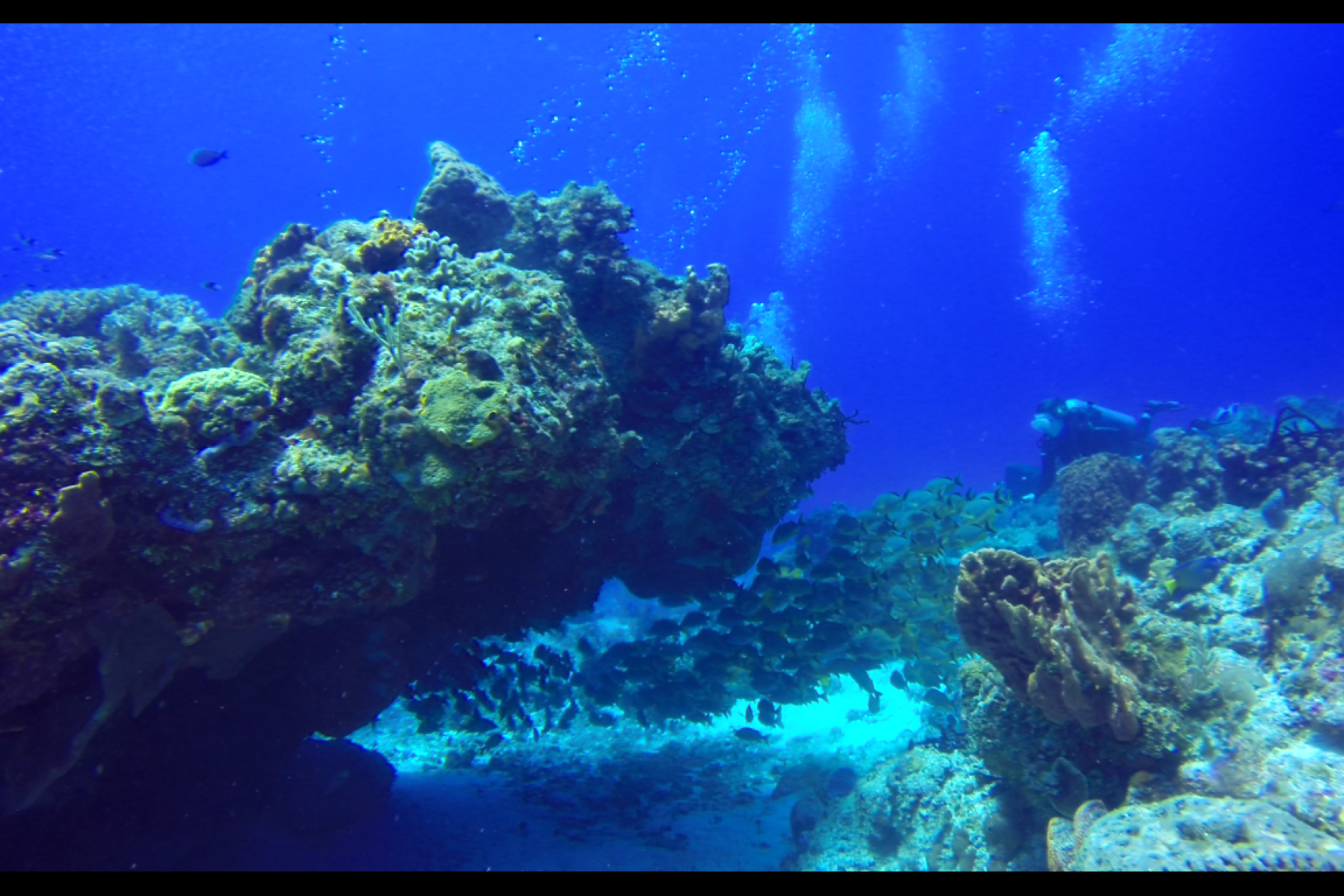coral cardumen and diver