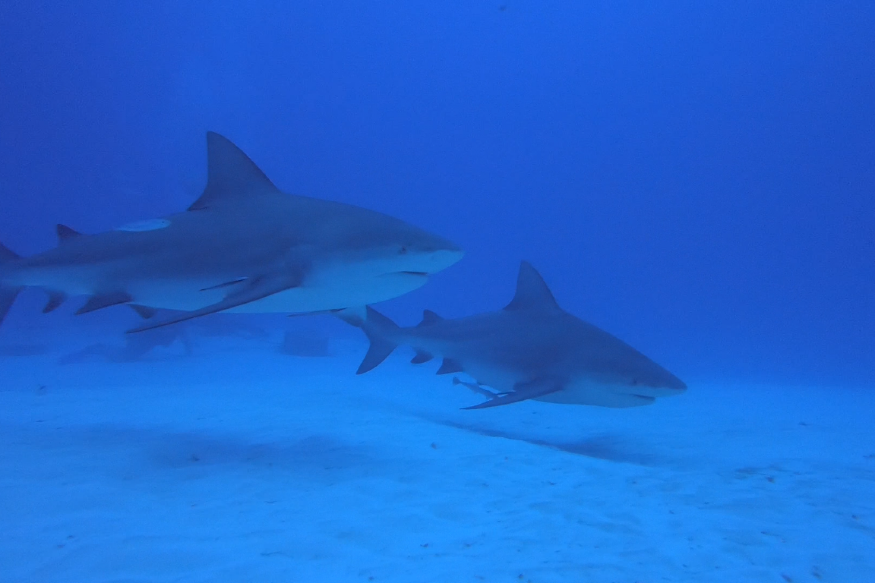 doble-bull-shark-1.png