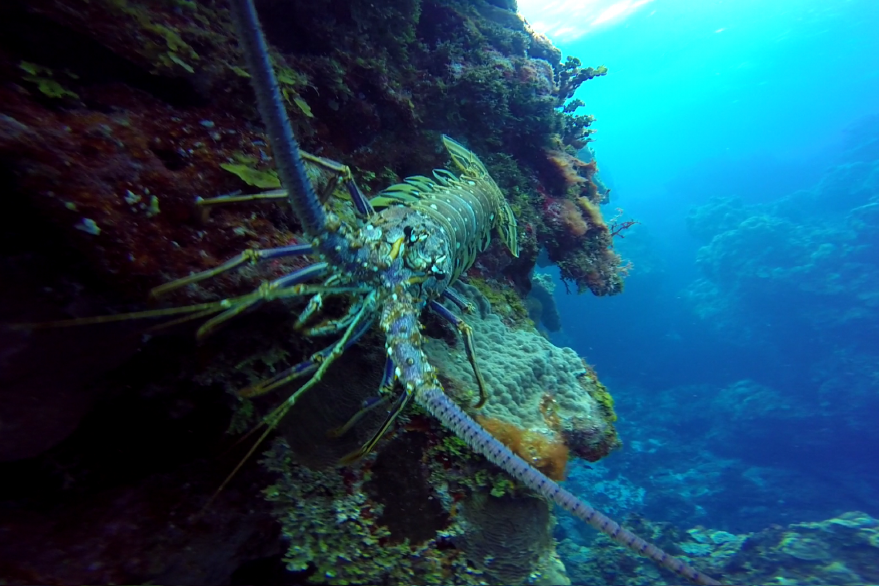 faceoff with a spiny lobster