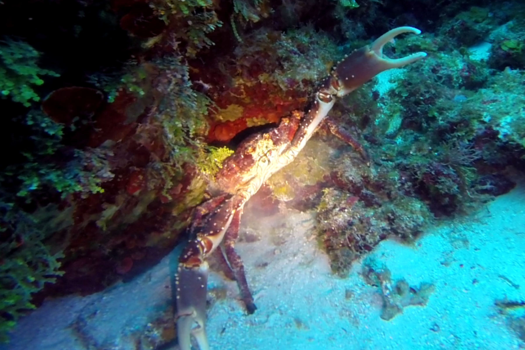 kingcrab-1.png