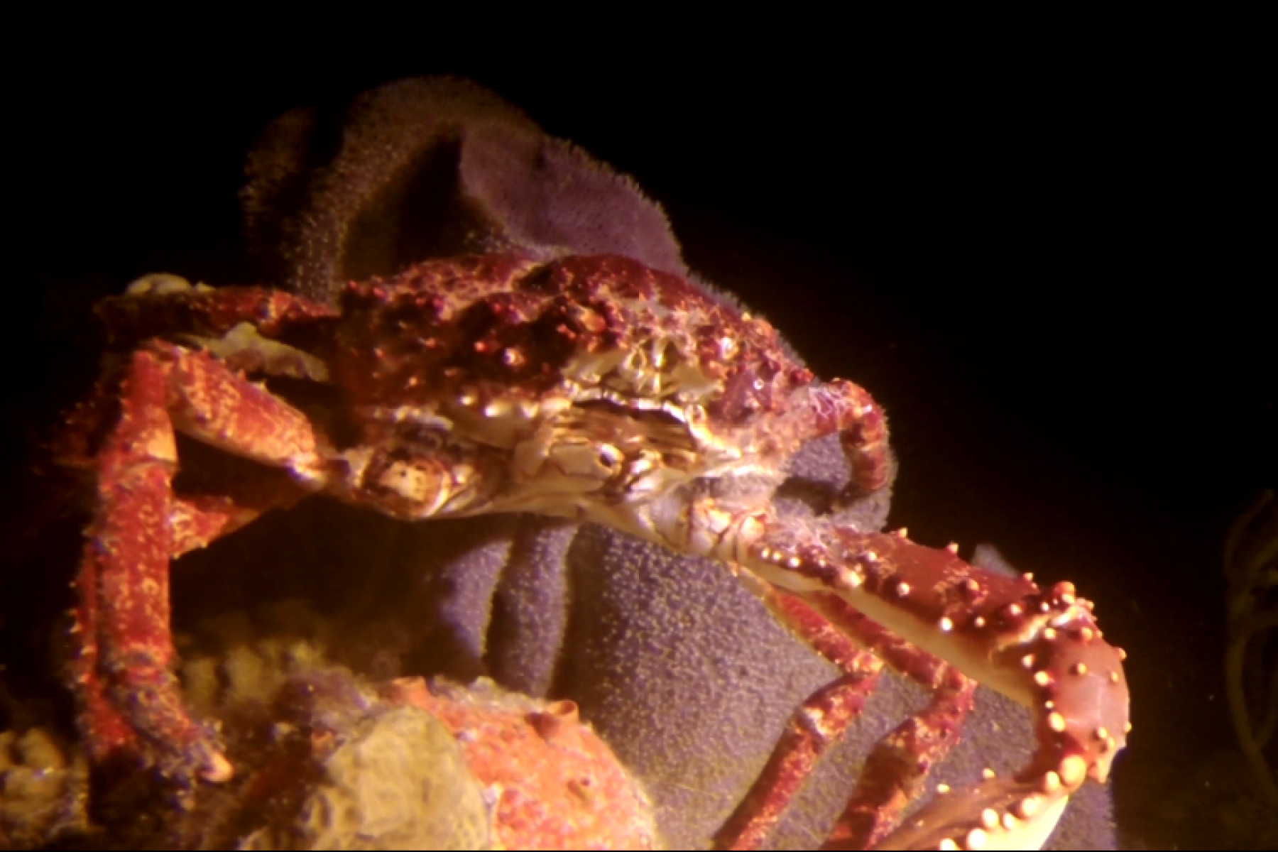 looking into the face with a king crab