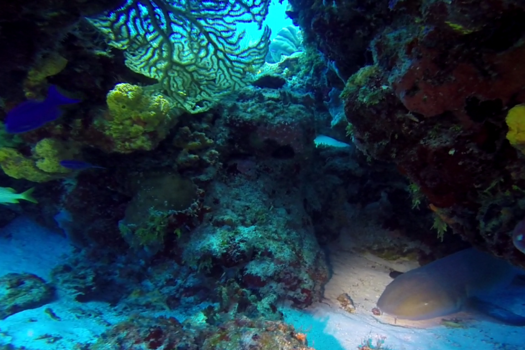 nurseshark-1.png