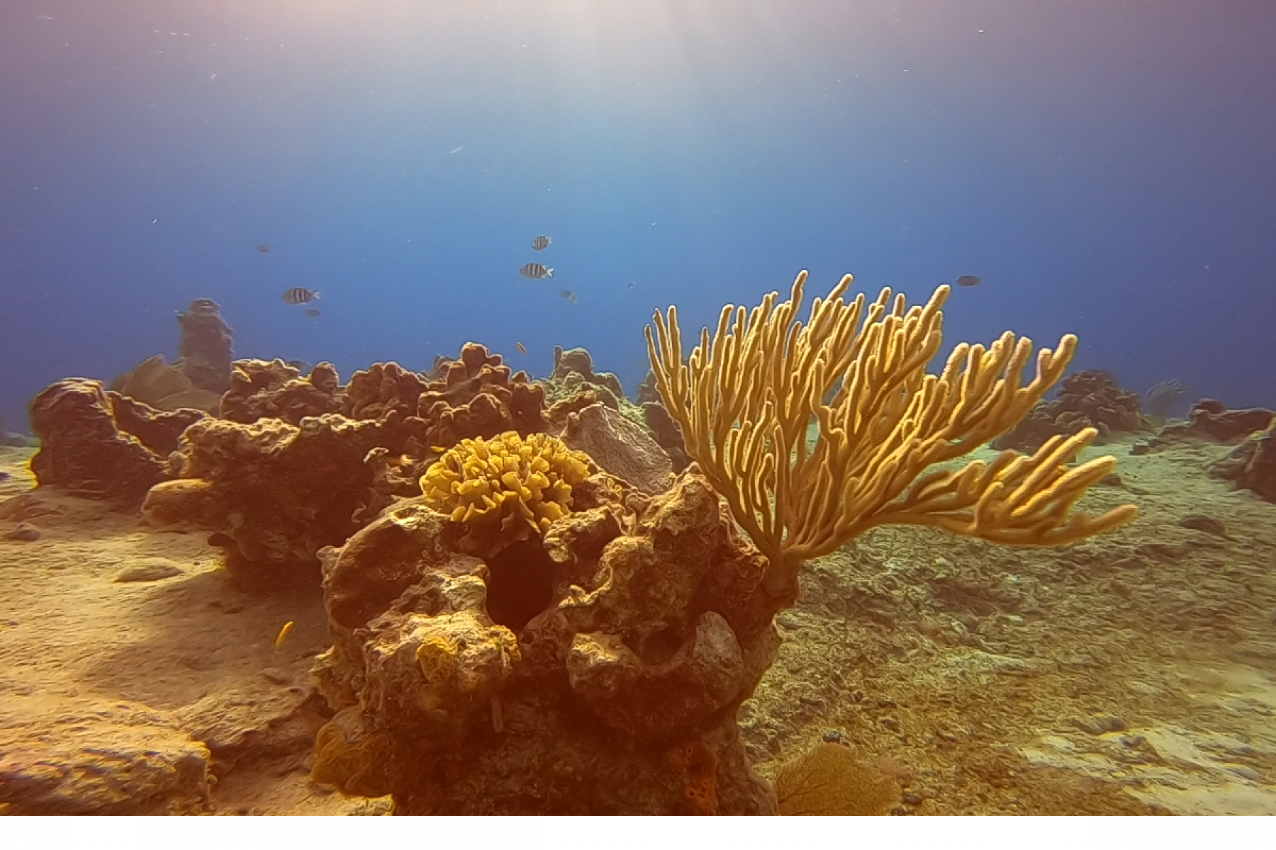 pretty-coral-tikila.png