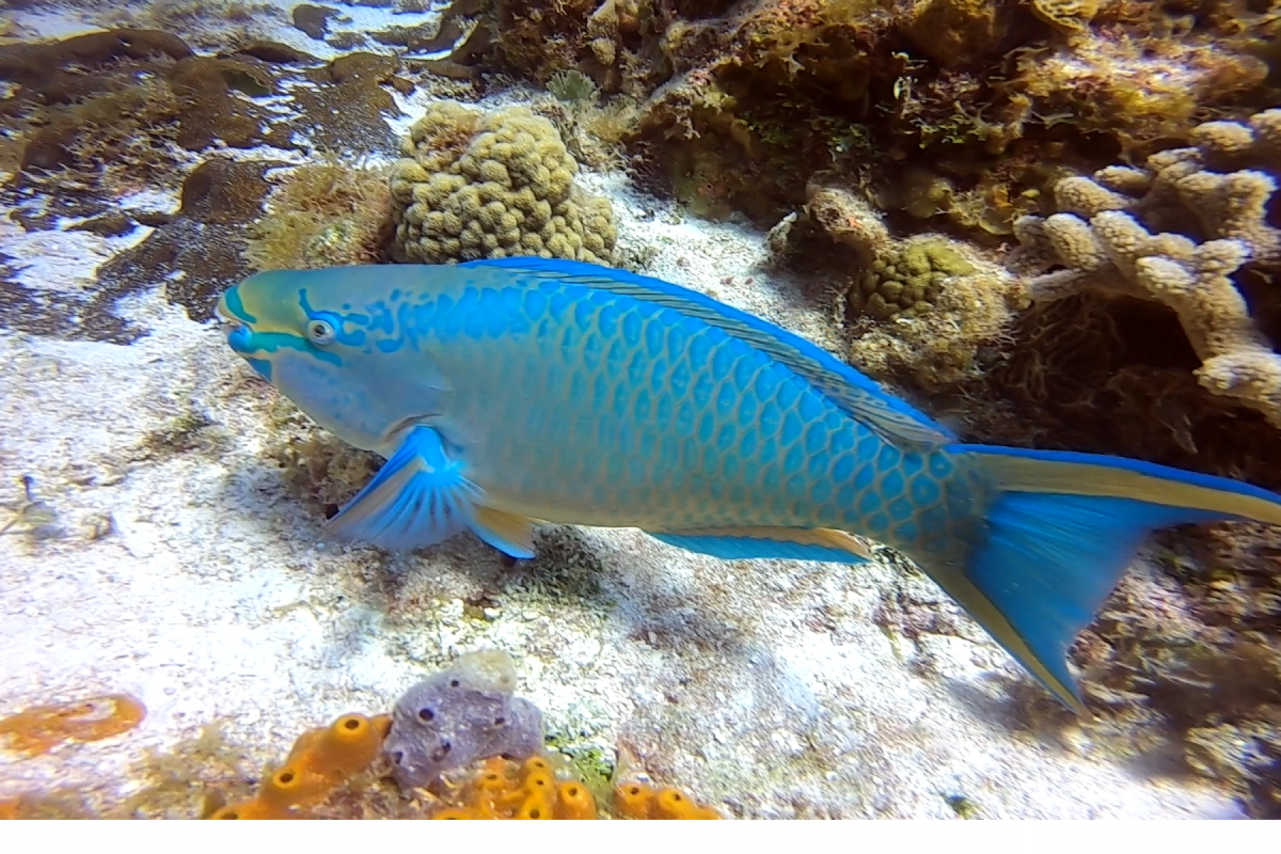 pudding wife close pretty