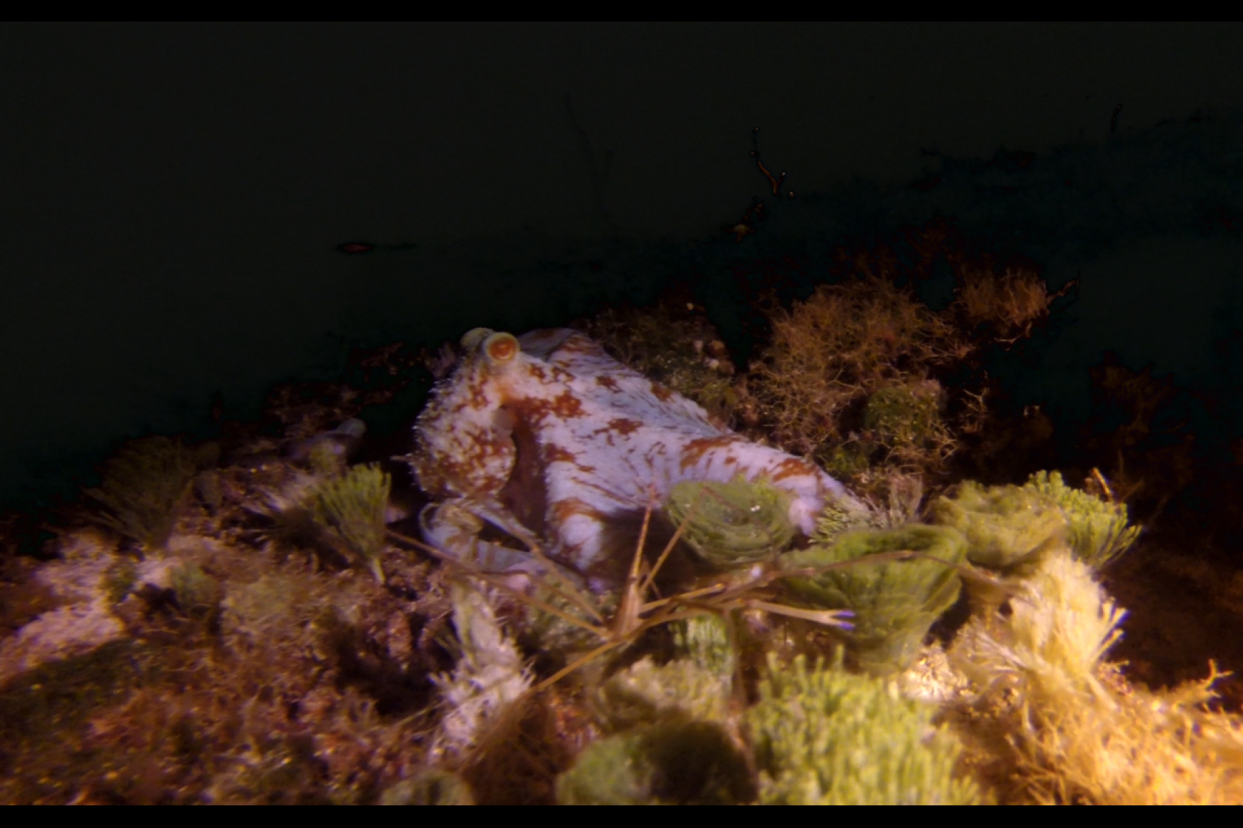 pulpo con spider crab