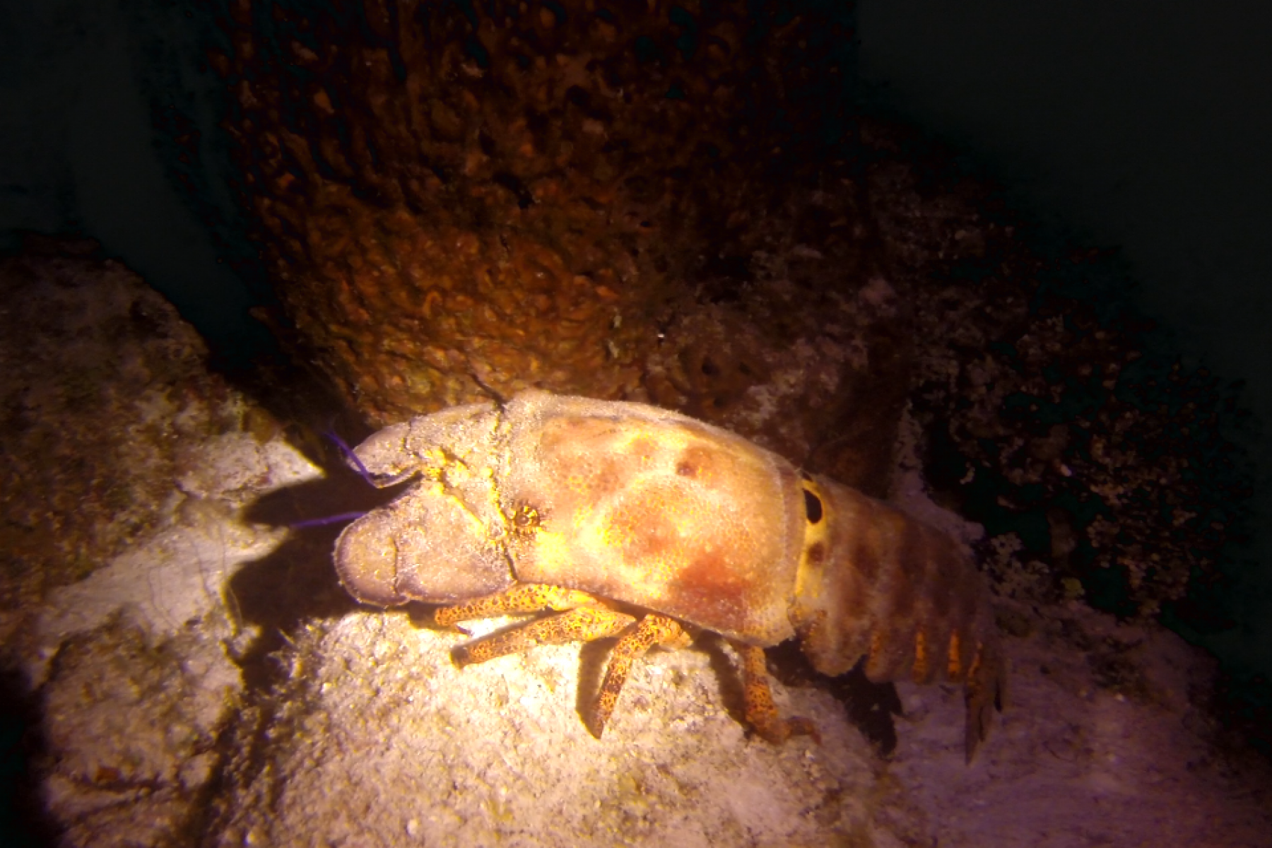 spanish-lobster-1.png