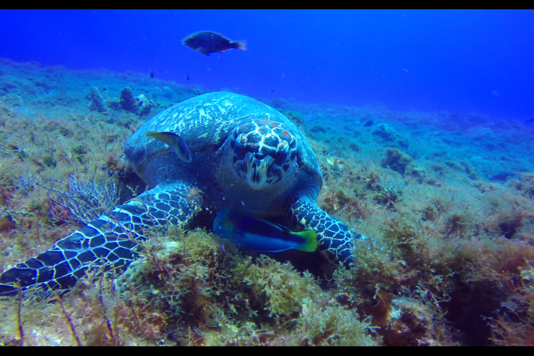 turtle-eating.png